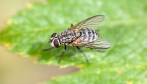 Wie lange lebt eine fliege? Was ist ihre lebenserwartung ?